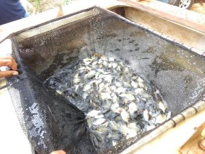 Vereador de Cacoal-RO realiza projeto ambiental de repovoamento de peixes nativos