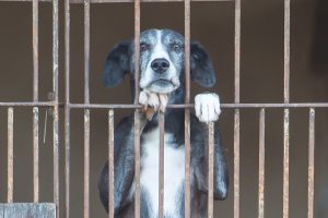 Porto Alegre/RS- Projeto proíbe a venda de animais em pet shops e estabelecimentos comerciais